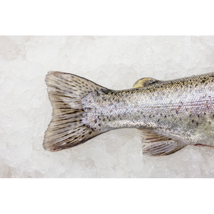 Pstrąg tęczowy patroszony  BIO +300-400g/szt