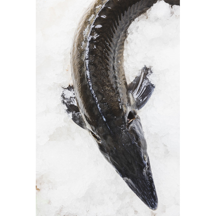 Jesiotr syberyjski patroszony(1,5kg/szt)