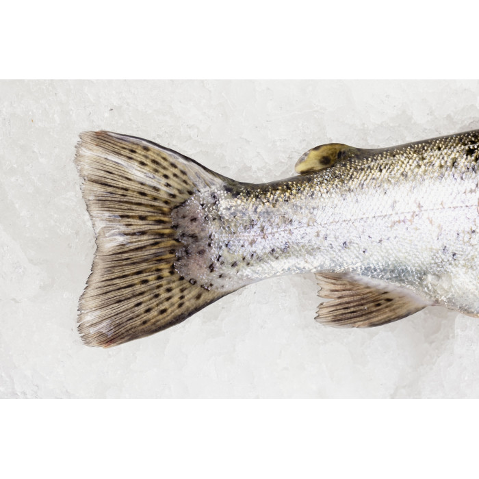 Pstrąg tęczowy patroszony BEZ OŚCI 250-350g/szt